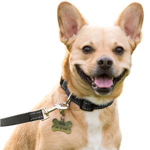 Hond met zwarte reflecterende halsband van katoen en botvormige hondenpenning, klaar voor een veilige wandeling.