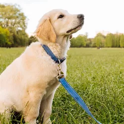 Katoenen Reflecterende Hondenhalsband