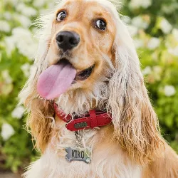 Hondenpenning Zilver Bot Luxe