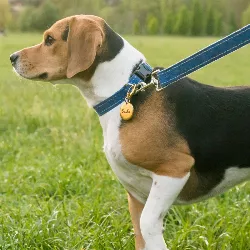 Hondenpenning Goud Rond Luxe