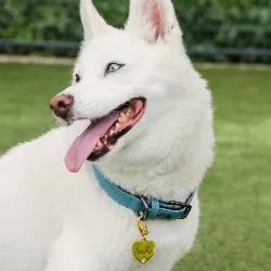 Hondenpenning Goud Hart Luxe