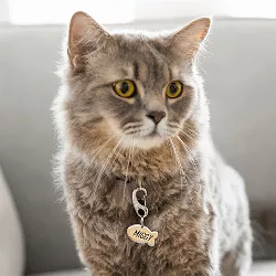 Kattenpenning Zilver vis