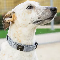 Hondenpenning Zwart Slide-On