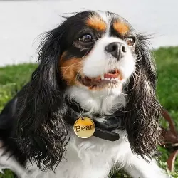 Hondenpenning Goud Rond