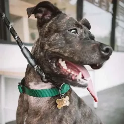 Hondenpenning Goud Bot